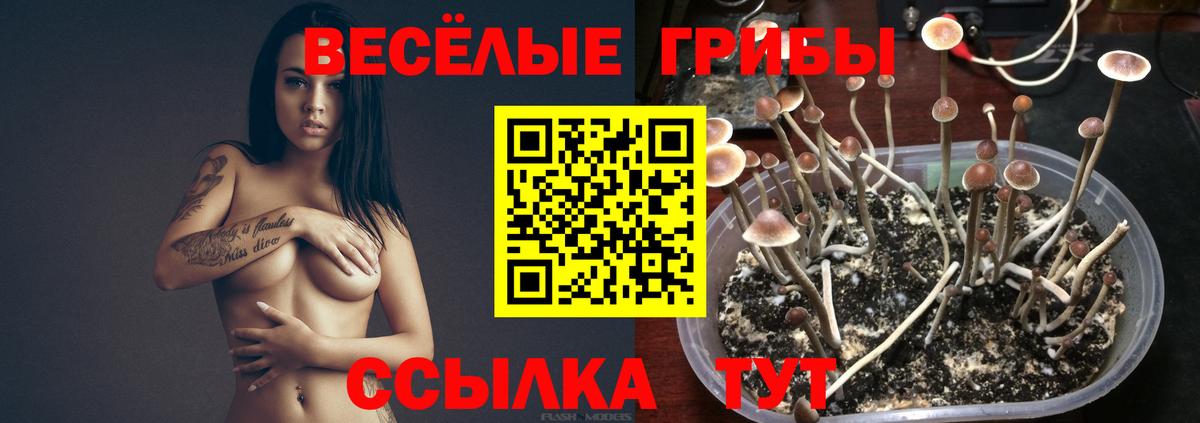 Россия  Галлюциногенные грибы Psilocybe  Вход с VPN 